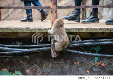 長野県 地獄谷野猿公苑の猿(スノーモンキー) 長野県 地獄谷野猿公苑の猿(スノーモンキー) 133541571