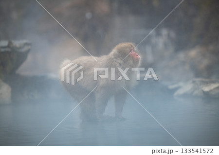 長野県 地獄谷野猿公苑の猿(スノーモンキー) 長野県 地獄谷野猿公苑の猿(スノーモンキー) 133541572