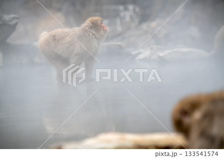 長野県　地獄谷野猿公苑の猿（スノーモンキー） 133541574