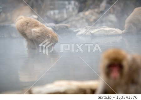 長野県　地獄谷野猿公苑の猿（スノーモンキー） 133541576