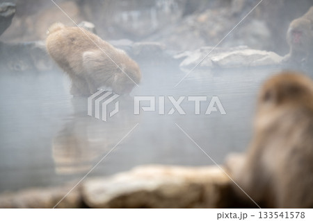 長野県 地獄谷野猿公苑の猿(スノーモンキー) 長野県 地獄谷野猿公苑の猿(スノーモンキー) 133541578
