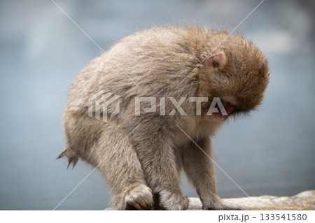 長野県　地獄谷野猿公苑の猿（スノーモンキー） 133541580