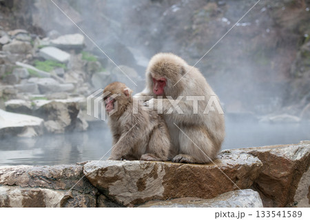 長野県　地獄谷野猿公苑の猿（スノーモンキー） 133541589