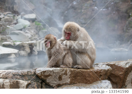 長野県　地獄谷野猿公苑の猿（スノーモンキー） 133541590