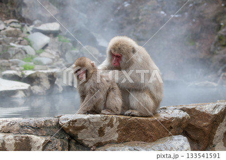 長野県　地獄谷野猿公苑の猿（スノーモンキー） 133541591