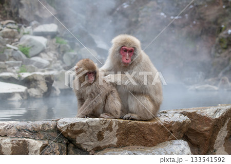 長野県　地獄谷野猿公苑の猿（スノーモンキー） 133541592