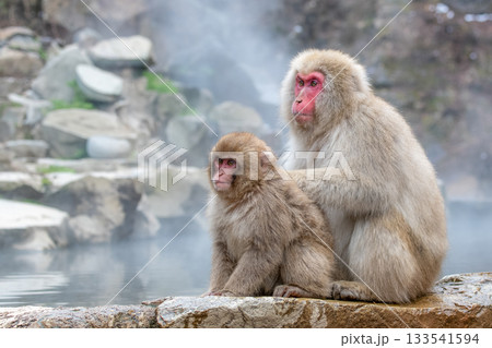 長野県　地獄谷野猿公苑の猿（スノーモンキー） 133541594