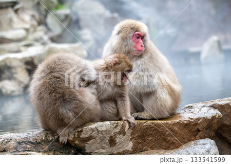 長野県　地獄谷野猿公苑の猿（スノーモンキー） 133541599