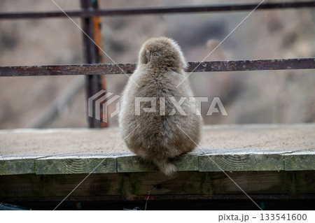 長野県　地獄谷野猿公苑の猿（スノーモンキー） 133541600