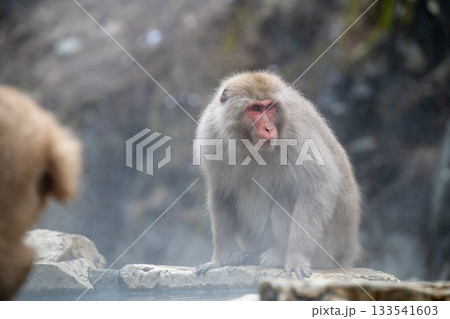長野県　地獄谷野猿公苑の猿（スノーモンキー） 133541603