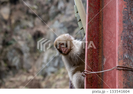 長野県 地獄谷野猿公苑の猿(スノーモンキー) 長野県 地獄谷野猿公苑の猿(スノーモンキー) 133541604