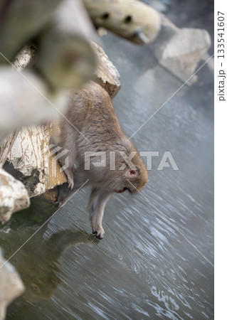 長野県 地獄谷野猿公苑の猿(スノーモンキー) 長野県 地獄谷野猿公苑の猿(スノーモンキー) 133541607