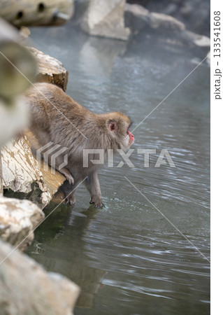 長野県　地獄谷野猿公苑の猿（スノーモンキー） 133541608
