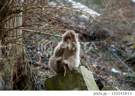 長野県　地獄谷野猿公苑の猿（スノーモンキー） 133541613