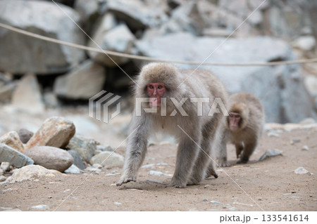 長野県 地獄谷野猿公苑の猿(スノーモンキー) 長野県 地獄谷野猿公苑の猿(スノーモンキー) 133541614
