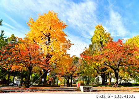都立 芝公園 4号地(東京都港区)【2025.11】 都立 芝公園 4号地(東京都港区)【2025.11】 133541638