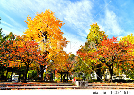 都立 芝公園 4号地(東京都港区)【2025.11】 133541639