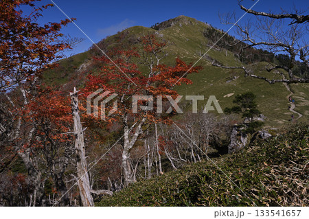 剣山紅葉(徳島県三好市東祖谷 剣山とジローギュウ中間地点) 剣山紅葉(徳島県三好市東祖谷 剣山とジローギュウ中間地点) 133541657