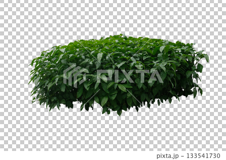 Tropical plant flower shrub, Justicia betonica shrub Tropical plant flower shrub, Justicia betonica shrub 133541730