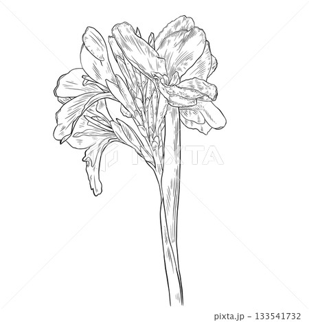 Black and white Canna Lily Flower Nice Flower Plant outline Black and white Canna Lily Flower Nice Flower Plant outline 133541732