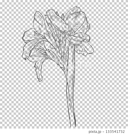 Black and white Canna Lily Flower Nice Flower Plant outline Black and white Canna Lily Flower Nice Flower Plant outline 133541732