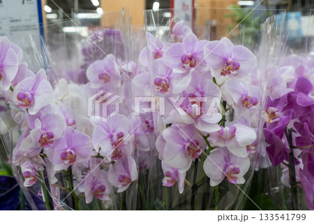 Orchids in garden shop. Various orchids sold in store. Orchids in garden shop. Various orchids sold in store. 133541799