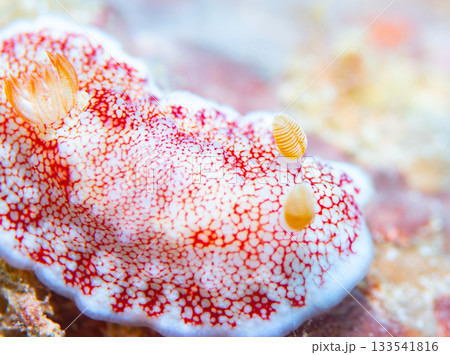 チリメンウミウシのマクロ接写｜白地に赤模様が美しい沖縄本島の海洋生物 133541816