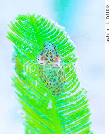 リュウキュウヒメイカの幼体｜海藻に乗る小さなイカの水中マクロ（沖縄本島） 133541818