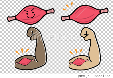 健康的な筋肉とガッツポーズのセット 健康的な筋肉とガッツポーズのセット 133541822