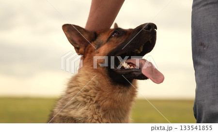 Panting dog after playtime, Owner petting German Shepherd, Close human-pet relationship, Petting session in the field, Relaxed dog enjoying the moment, Happy summer dog, Human and dog outside together 133541855