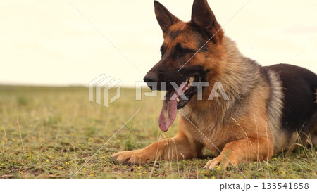 German Shepherd in the field, Loyal dog with tongue out, Happy German Shepherd outdoors, Alert guard dog on grass, Playful shepherd enjoying nature, Classic German Shepherd pose, Brown and black loyal 133541858