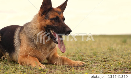 Energetic pet on a summer afternoon, German Shepherd s face close-up in nature, Fluffy friend panting on a warm day, Playful dog s expression caught on camera, Calm and composed German Shepherd 133541859