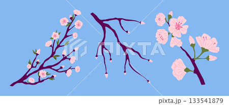 Cartoon Color Different Pink Japanese Sakura Branches Set Decoration Elements Concept Flat Design Style. Vector illustration 133541879