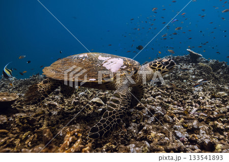 Sea turtle on coral reef in blue sea. Turtle swim underwater Sea turtle on coral reef in blue sea. Turtle swim underwater 133541893