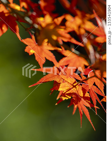 秋の陽射しに透ける耶馬渓の紅葉 133541904