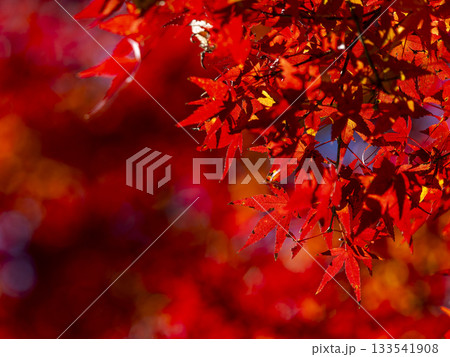 真紅に染まる耶馬渓の紅葉と秋の彩り 真紅に染まる耶馬渓の紅葉と秋の彩り 133541908