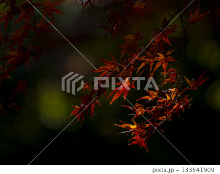 静寂の中に浮かぶ紅葉の枝(耶馬渓) 静寂の中に浮かぶ紅葉の枝(耶馬渓) 133541909