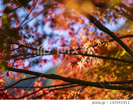 枝の間から差し込む光と紅葉の彩り（耶馬渓） 133541911