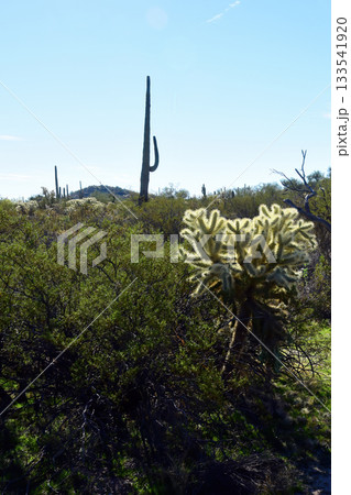 Landscape Sonoran Desert Arizona Landscape Sonoran Desert Arizona 133541920