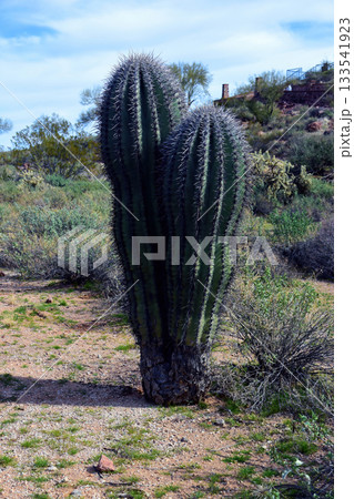 Landscape Sonoran Desert Arizona 133541923