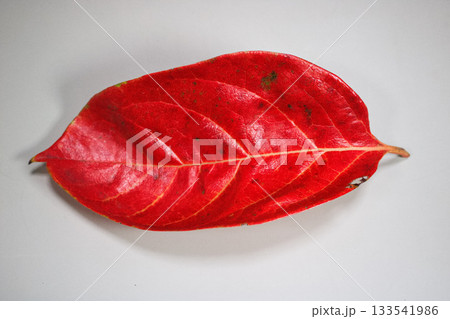 紅葉した柿の葉 133541986