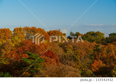 紅葉の狭山公園 紅葉の狭山公園 133542432