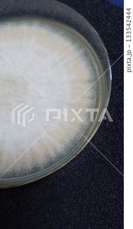 外縁より黄色くなる黄色コウジカビ 133542444