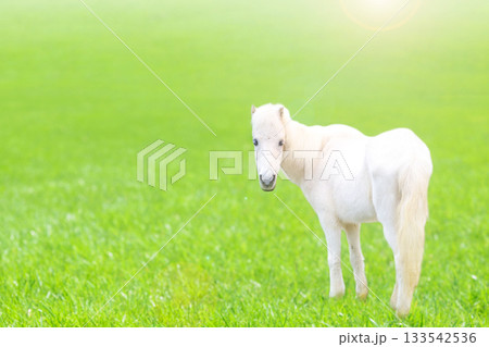 草原で振り向く白いポニー 133542536