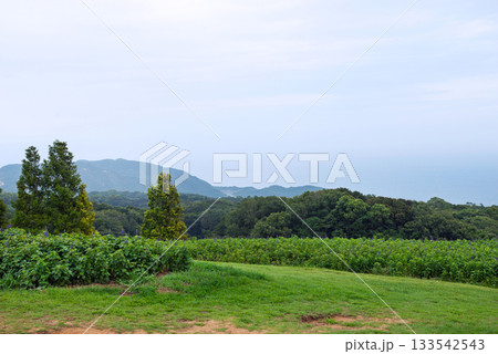 雨の兵庫県立公園あわじ花さじき 133542543
