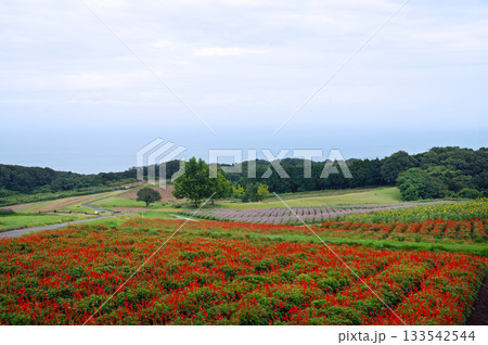 雨の兵庫県立公園あわじ花さじき 133542544