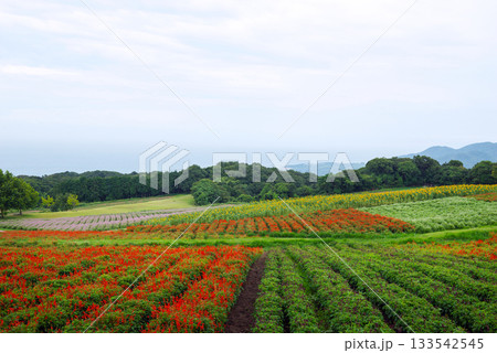 雨の兵庫県立公園あわじ花さじき 133542545