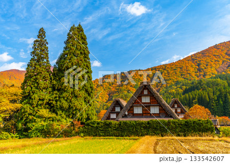 白川郷 紅葉 絶景 白川郷 紅葉 絶景 133542607