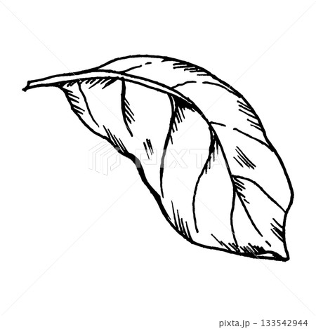 Black and white vector illustration of a basil leaf in clean line art. Suitable for ingredient sets, culinary layouts, salad graphics and pizza-related uses. 133542944