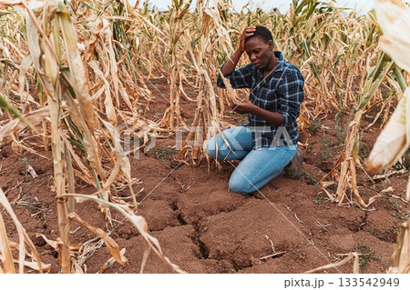 African farmer worried about her corn crop destroyed by drought 133542949